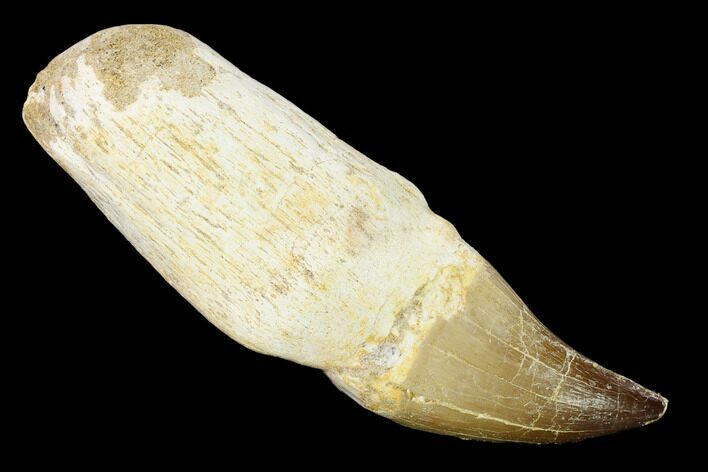 Fossil Rooted Mosasaur (Prognathodon) Tooth - Morocco #163926